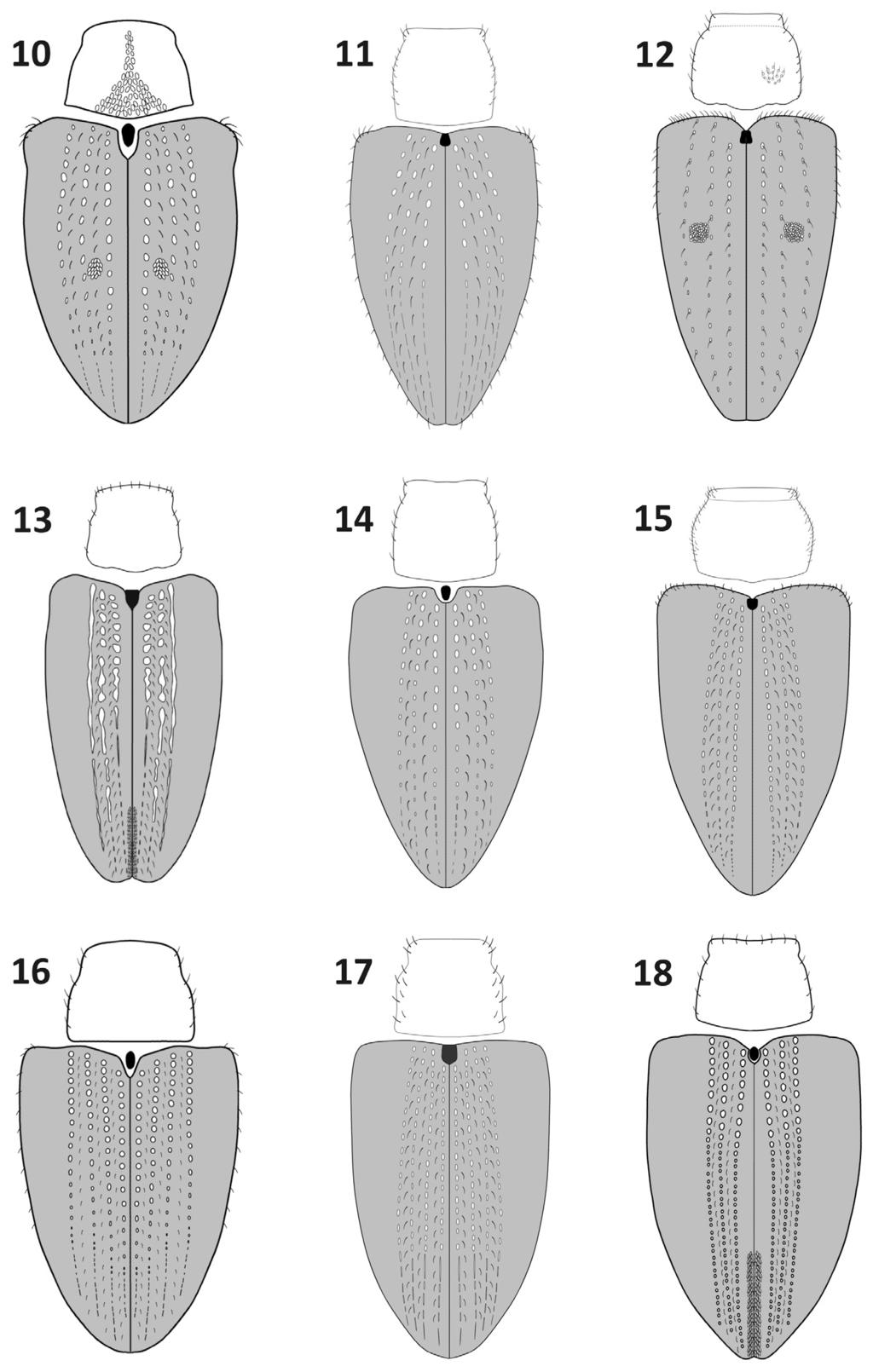 A new genus and nine new species of Eugnomini (Coleoptera, Curculionidae)... 95 Figures 10 18. Elytra and pronotum, dorsal view: 10 Rasilinus bicolor sp. n. 11 R.