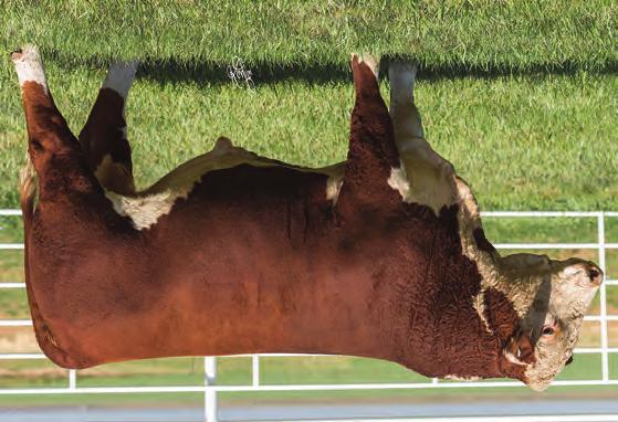 HEREFORD S SPRING LONG YEARLINGS 20 BR ABOUT TIME 6676 ET P43772503 DOB: 2/29/16 Tattoo: 6676 Polled THM DURANGO 4037 {CHB,SOD,DLF,HYF,IEF} CRR ABOUT TIME 743 {CHB,SOD,DLF,HYF,IEF} CRR D03 CASSIE 206