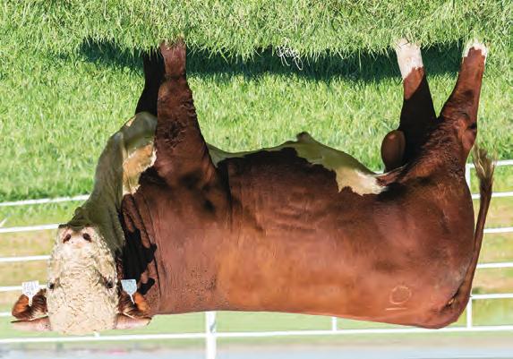 HEREFORD S SPRING LONG YEARLINGS 25 BR CATAPULT 6682 ET 43772519 DOB: 4/16/16 Tattoo: 6682 Horned TH 122 71I VICTOR 719T {SOD,CHB,DLF,HYF,IEF} CRR 719 CATAPULT 109 {CHB,DLF,HYF,IEF} CRR 4037 ECLIPSE