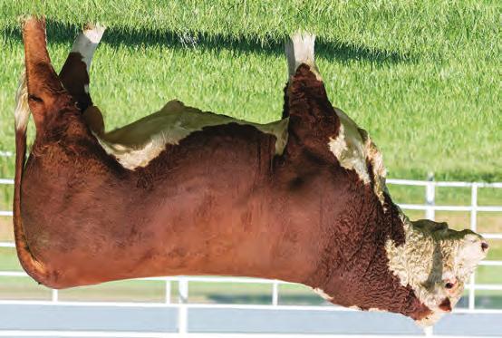 HEREFORD S SPRING LONG YEARLINGS 27 BR ABOUT TIME 6686 ET P43772532 DOB: 5/2/16 Tattoo: 6686 Hom.