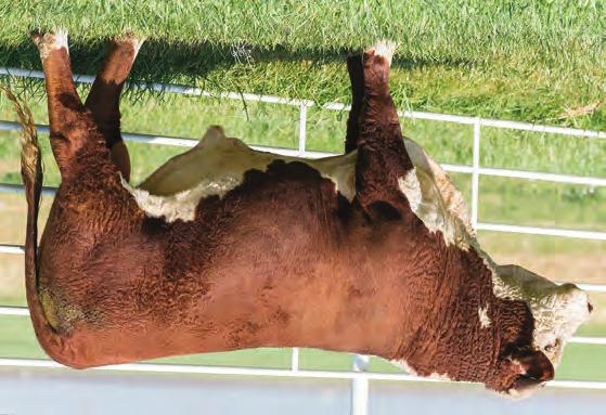 HEREFORD S SPRING LONG YEARLINGS 33 BR HUTTON 603D 43822603 DOB: 5/13/16 Tattoo: 603D Hom.