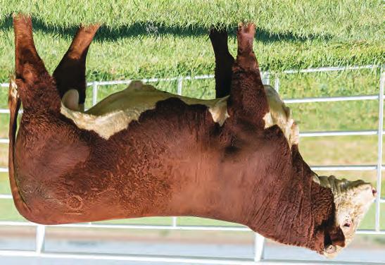 HEREFORD S SPRING LONG YEARLINGS 35 BR ABOUT TIME 6696 ET 43772543 DOB: 5/16/16 Tattoo: 6696 Horned THM DURANGO 4037 {CHB,SOD,DLF,HYF,IEF} CRR ABOUT TIME 743 {CHB,SOD,DLF,HYF,IEF} CRR D03 CASSIE 206