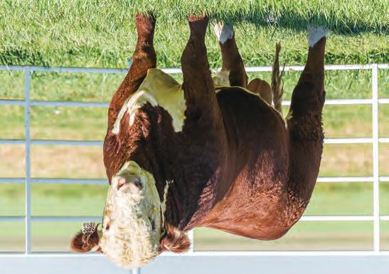 HEREFORD S SPRING LONG YEARLINGS 61 BR GOOD TIME 6097 ET P43828283 DOB: 5/8/16 Tattoo: 6097 Polled THM DURANGO 4037 {CHB,SOD,DLF,HYF,IEF} CRR ABOUT TIME 743 {CHB,SOD,DLF,HYF,IEF} CRR D03 CASSIE 206