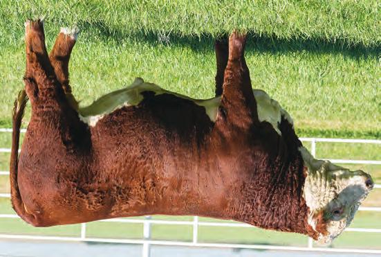 HEREFORD S FALL YEARLINGS 74 BR CRACKER JACK 6723 ET P43828324 DOB: 8/5/16 Tattoo: 6723 Polled NJW 1Y WRANGLER 19D {SOD,DLF,HYF,IEF} AH JDH CRACKER JACK 26U ET {DLF,HYF,IEF} CRR D03 VIOLET 349