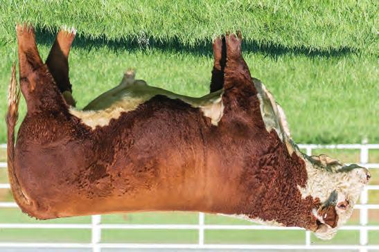 83 HEREFORD S FALL YEARLINGS BR HUTTON 668D 43828301 DOB: 9/3/16 Tattoo: 668D Horned NJW 73S 980 HUTTON 109Z ET {CHB,DLF,HYF,IEF} BR HUTTON 4040ET {DLF,HYF,IEF} BR ZOEY 8143 ET {DLF,HYF,IEF} STAR