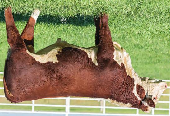 90 HEREFORD S FALL YEARLINGS BR HUTTON 698D 43828319 DOB: 10/12/16 Tattoo: 698D Horned NJW 73S 980 HUTTON 109Z ET {CHB,DLF,HYF,IEF} BR HUTTON 4029 ET {DLF,HYF,IEF} BR CSF BRIELLE 8052 ET