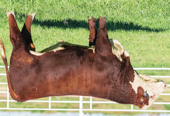 93 HEREFORD S FALL YEARLINGS BR ABOUT TIME 6760 ET P43828336 DOB: 8/5/16 Tattoo: 6760 Hom.