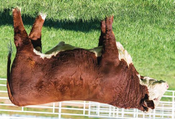 HEREFORD S FALL YEARLINGS 96 BR HOMETOWN 6770 ET 43828339 DOB: 9/6/16 Tattoo: 6770 Horned SHF WONDER M326 W18 ET {CHB,DLF,HYF,IEF} NJW 73S W18 HOMETOWN 10Y ET {CHB,DLF,HYF,IEF} NJW P606 72N DAYDREAM
