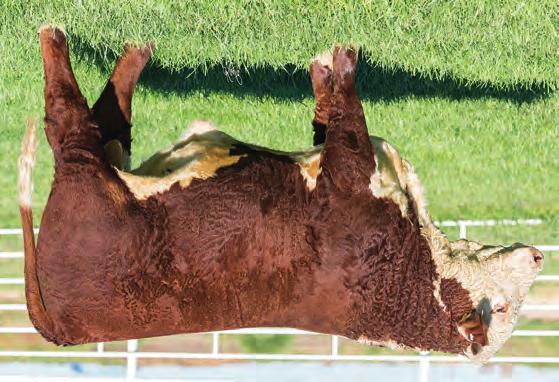 98 HEREFORD S FALL YEARLINGS BR HOMETOWN 6780 ET P43828343 DOB: 9/18/16 Tattoo: 6780 Polled SHF WONDER M326 W18 ET {CHB,DLF,HYF,IEF} NJW 73S W18 HOMETOWN 10Y ET {CHB,DLF,HYF,IEF} NJW P606 72N