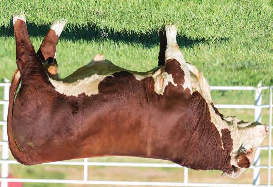 HEREFORD S FALL YEARLINGS 100 BR FULL THROTTLE 6783 ET 43828346 DOB: 9/13/16 Tattoo: 6783 Horned H WCC/WB 668 WYARNO 9500 ET {DLF,HYF,IEF} H/TSR/CHEZ/FULL THROTTLE ET {CHB,DLF,HYF,IEF} R SWEET RED