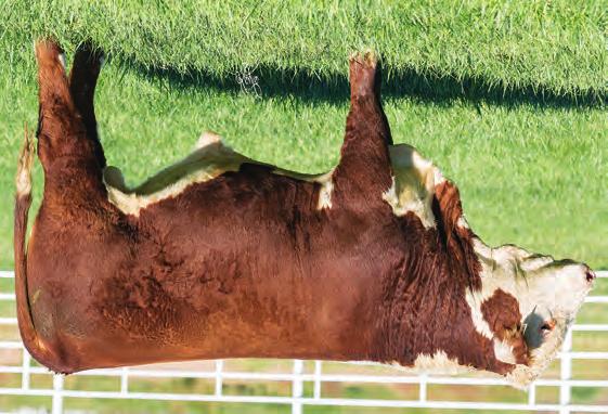 HEREFORD S FALL YEARLINGS 102 BR COPPER 6788 ET P43828348 DOB: 9/9/16 Tattoo: 6788 Polled BR CSF COPPER ET {CHB,DLF,HYF,IEF} BR COPPER 124Y {DLF,HYF,IEF} BR ABIGAIL 8130 ET {DLF,HYF,IEF} STAR TCF