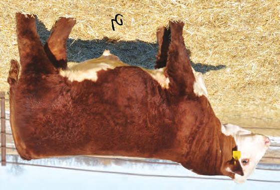 FOR REFERENCE ONLY SERVICE SIRES ON THE BRED HEIFERS Mighty R NJW 79Z 22Z MIGHTY 49C ET 43589057 DOB: 2/8/15 Tattoo: 49C Horned GOLDEN-OAK 4J MAXIUM 28M {DLF,HYF,IEF} EAGLE-RIDGE BLASTER ET 4J TA-BAR