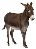 A donkey can live up to 40 years. Male kangaroos are known as Bucks, Boomers, or Jacks.