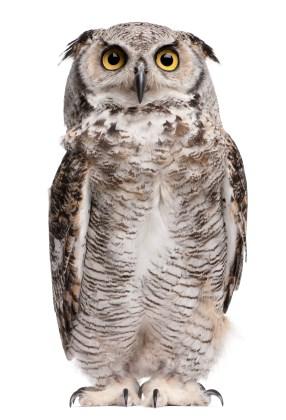 A group of owls is called a parliament, wisdom or study. A baby owl is called an owlet.