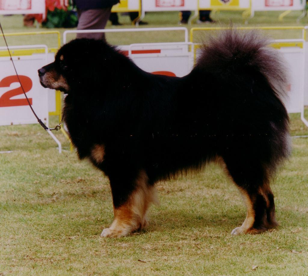 [ Dogs in particular may appear to have a somewhat short neck as a result of the mane, as well as the hair on the back which often stands away from the body.