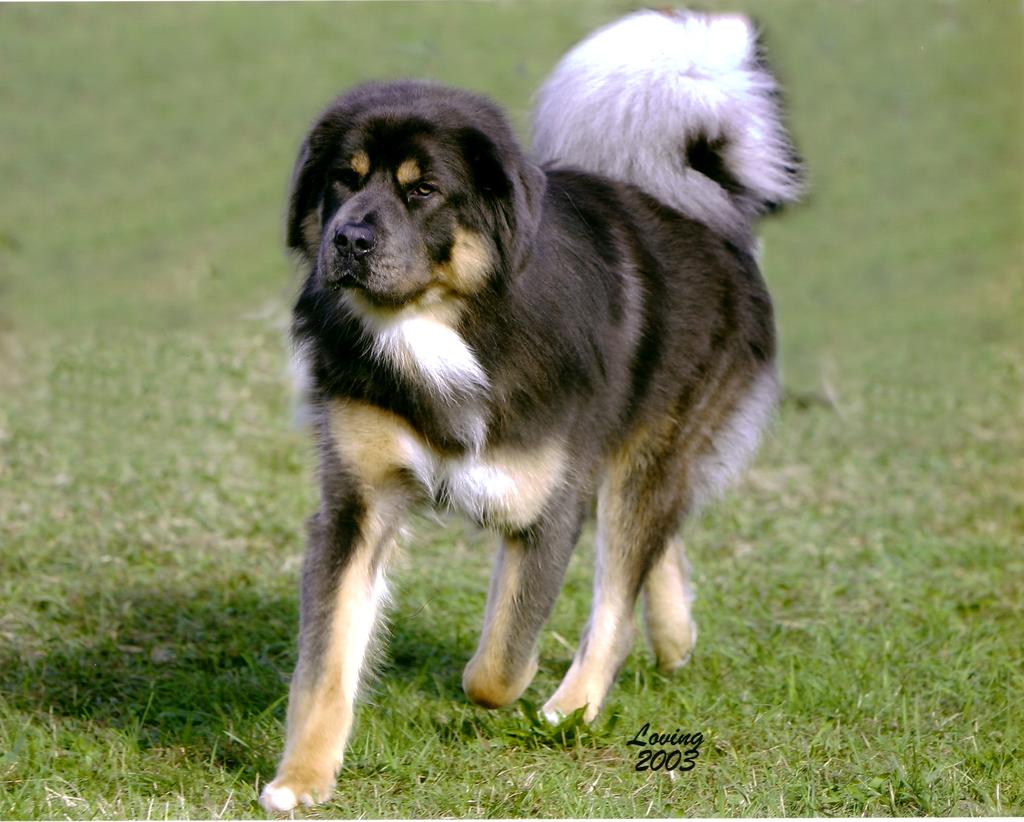 GAIT The gait of a Tibetan Mastiff is athletic, powerful, steady and balanced, yet at the same time, light-footed and agile.
