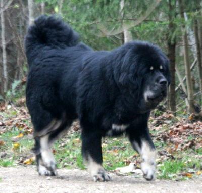 Substance: The Tibetan Mastiff should have impressive substance for its size, both in bone, body and muscle. The Tibetan Mastiff is considered by many to be the origin of all the molosser breeds.