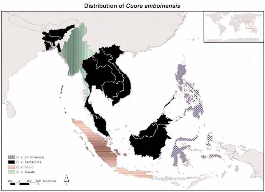Figure 1 Distribution of the four C. amboinensis subspecies.