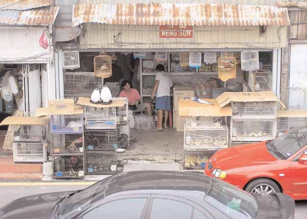 Sabine Schoppe/TRAFFIC Southeast Asia Figure 14:This pet shop in Melaka sold adult Malayan Box Turtles for USD 3.3 each (06.10.