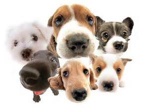 Captivating Canines! Fun Facts about Dogs The dog was one of the very first animals to be domesticated by humans.