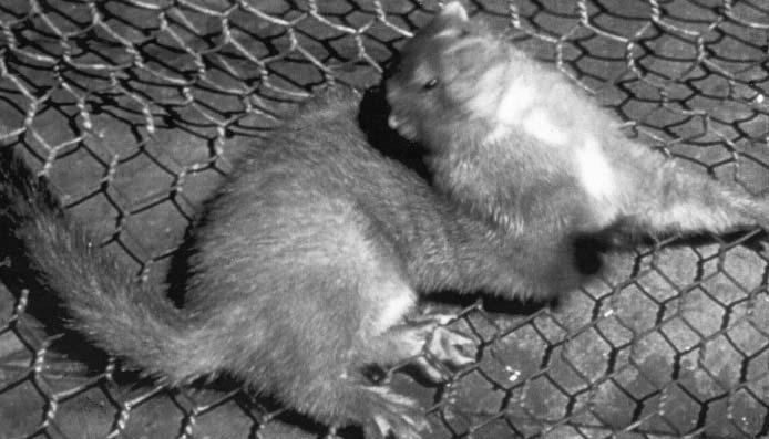 NERVOUS DISTEMPER IN MINK While there are other causes of "screaming fits" in mink, the prospect of distemper should always be considered first.