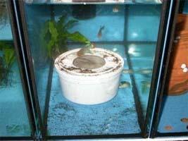 A simple plastic bowl (ice cream tub) that comes with a lid is the most suitable. The lid helps prevent the peat moss from being scattered all over the tank when the fish are spawning.