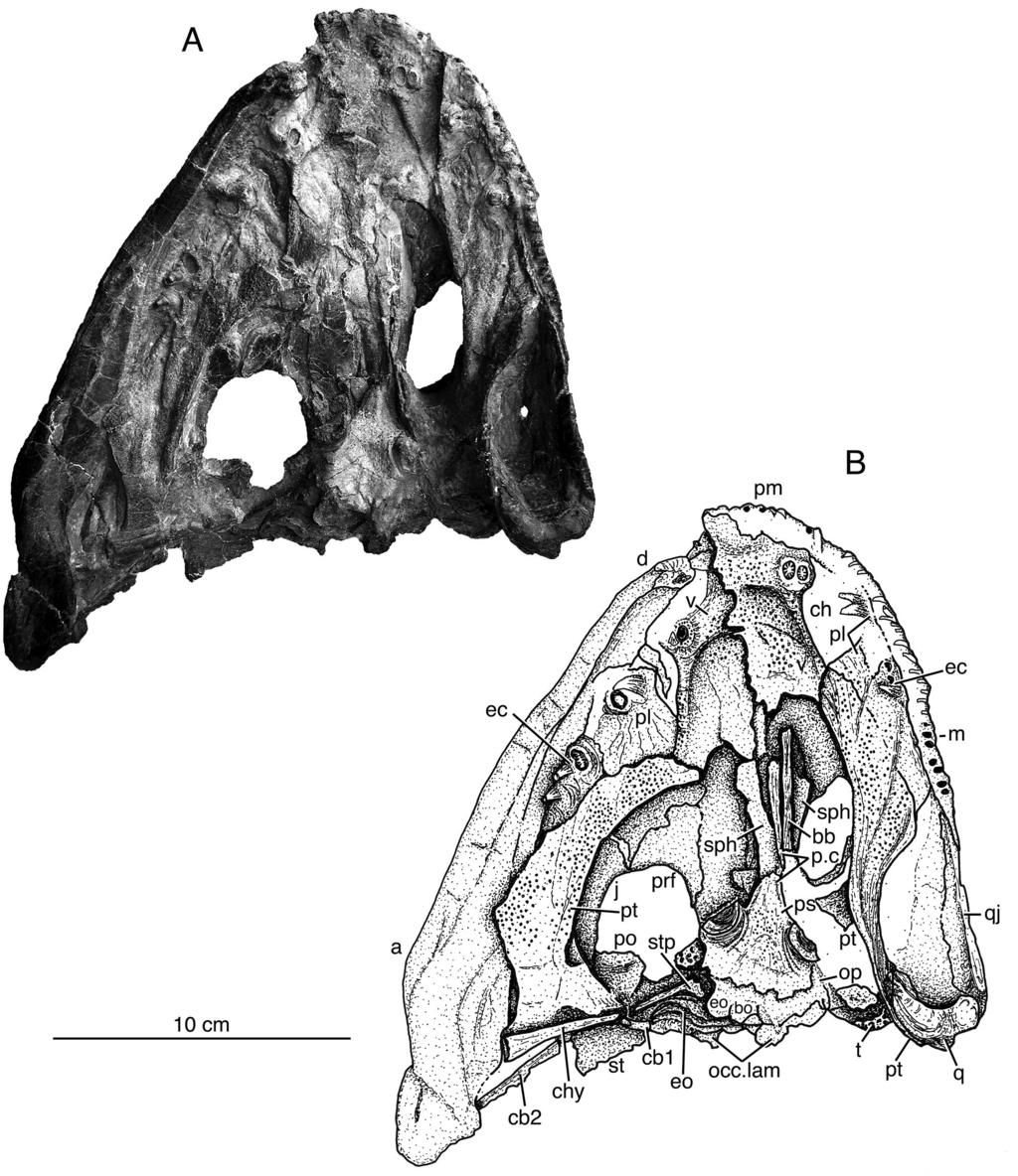 42 annals of carnegie museum vol. 81 Fig. 9. Skull with right mandible of Glaukerpeton avinoffi, referred specimen CMNH 11025, in ventral view. A, photograph; and B, illustration.
