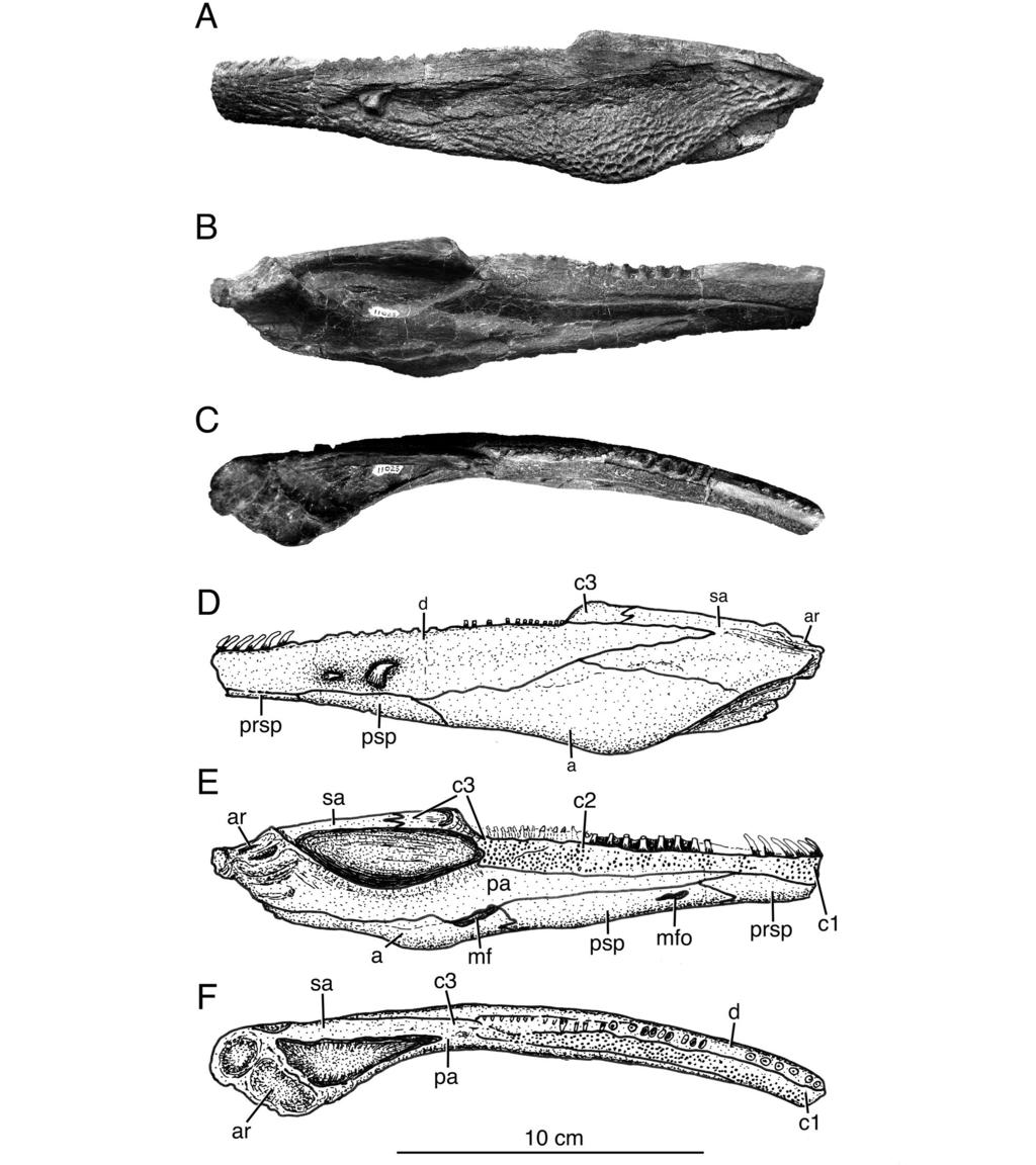 2012 WeRnebuRg and berman late PennSylvanian eryopid Glaukerpeton 47 Fig. 14. Left mandible of Glaukerpeton avinoffi, CMNH 11025.