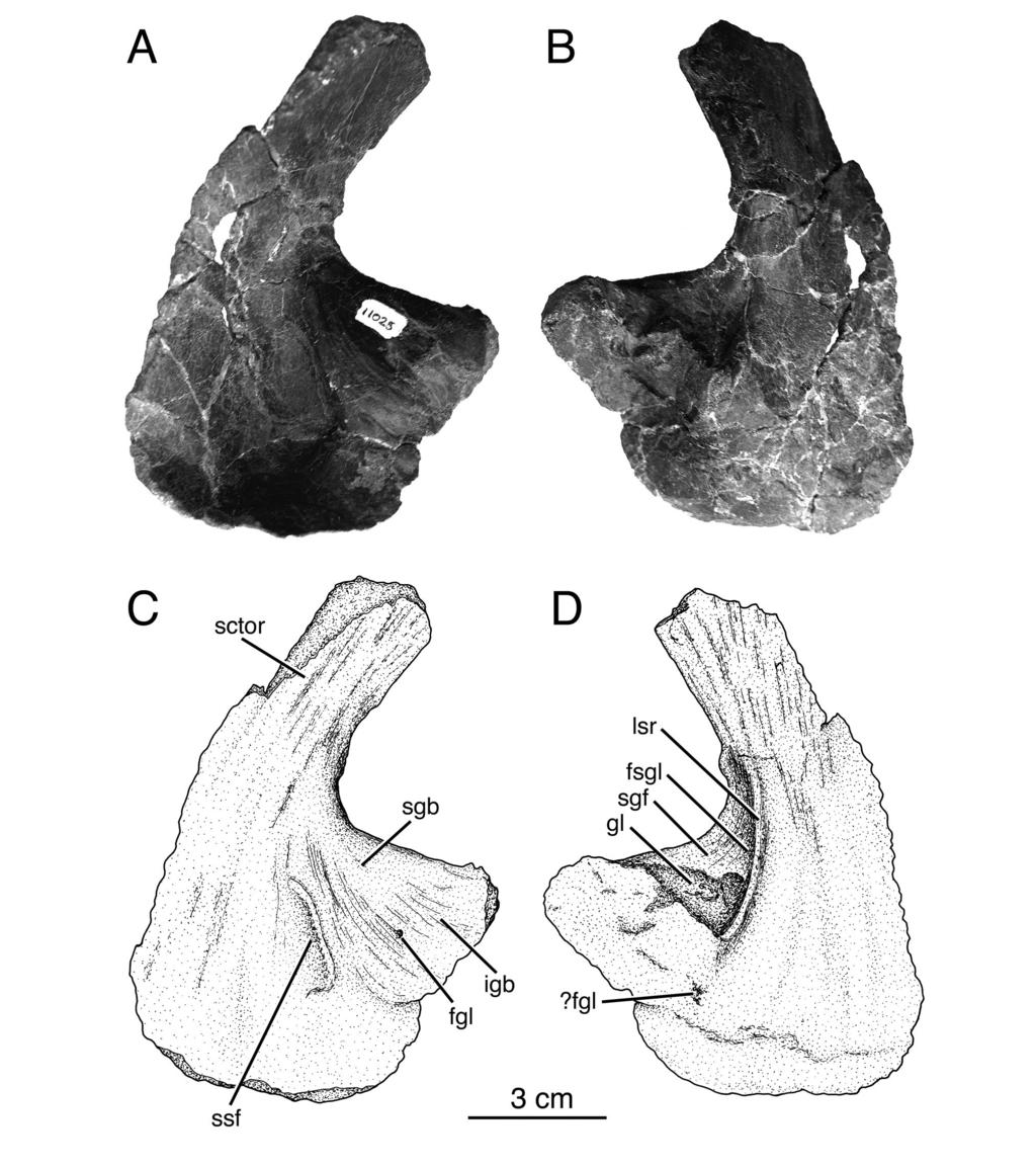50 annals of carnegie museum vol. 81 Fig. 17. Right scapulocoracoid of Glaukerpeton avinoffi, CMNH 11025. A, B, photographs in medial, and lateral views; and C, D, illustrations of views in A and B.