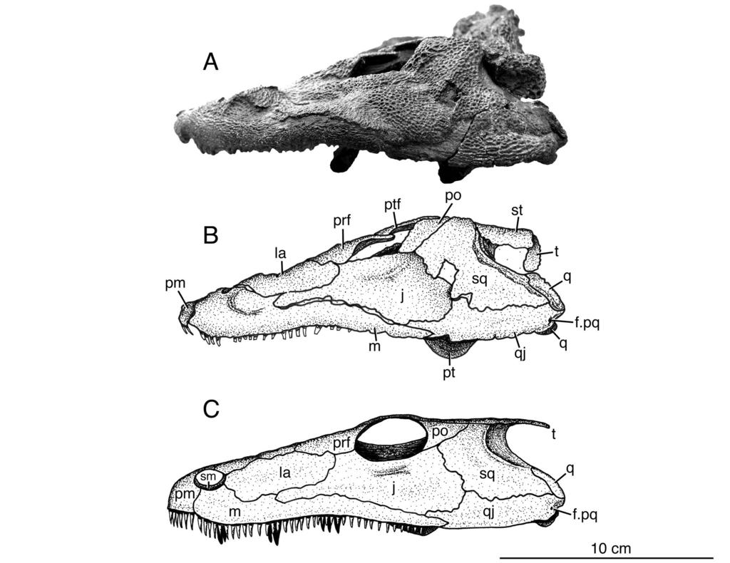 38 annals of carnegie museum vol. 81 Fig. 4. Skull of Glaukerpeton avinoffi, referred specimen CMNH 11025, in lateral view. A, photograph; B, illustration; and C, reconstruction of skull.