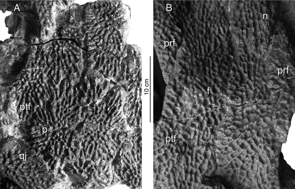 2012 WeRnebuRg and berman late PennSylvanian eryopid Glaukerpeton 41 Fig. 7. Posterior portion of left cheek of Glaukerpeton avinoffi, referred specimen CMNH 11025.