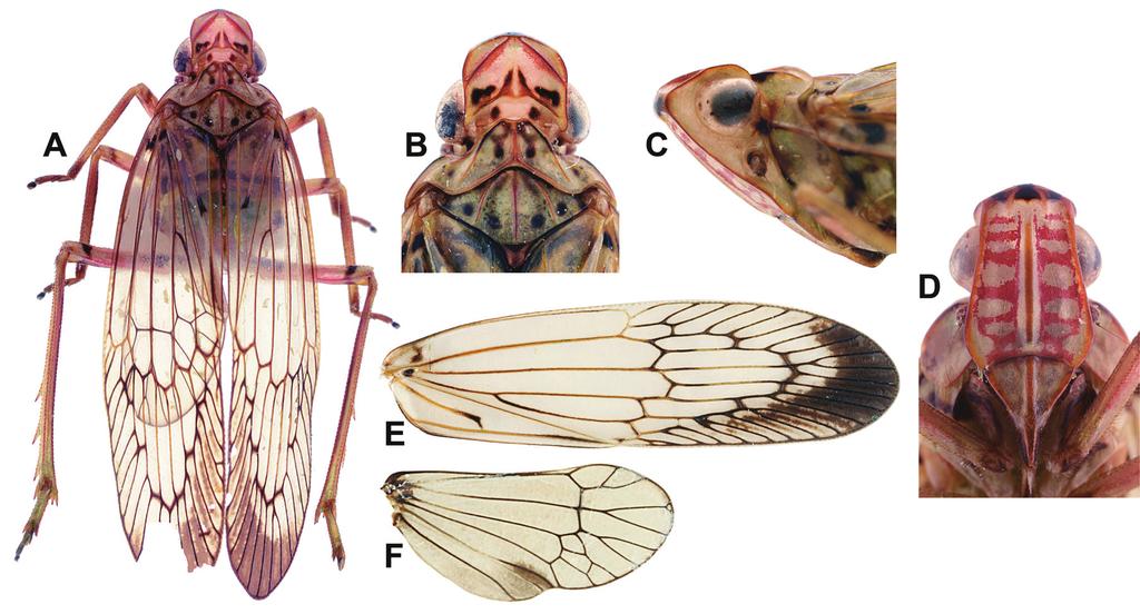 TROPIDUCHIDAE: SOGANA FROM VIETNAM (HEMIPTERA) 73 and grooved on basal third, obsolete on apical third; vertex pale yellow-brown with lateral depressed areas darker brown; frons straight in lateral