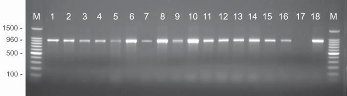 Fig. 1. Agarose gel-electrophoresis showing 960 bp fragment of the nuc gene for 16 representative S. pseudintermedius isolates. M = Promega BenchTop 100bp DNA Ladder (Promega, USA); Lanes 1-16 = S.