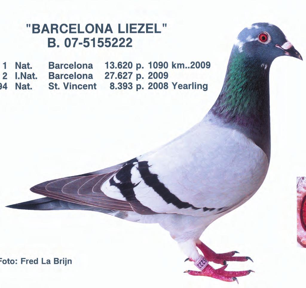 Argenton '94 Louis Deleus B07-5155222 " Liezel " 1 Nat. Barcelona '09 13620 p Father 1 nat. Barcelona B04-5201400 G.dgt. "De witneus" direct F.v.