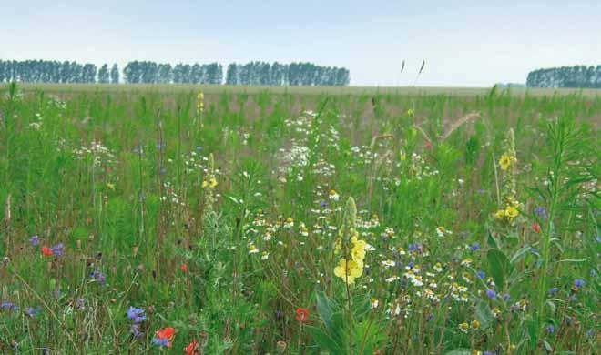 intensively used grassland (left).