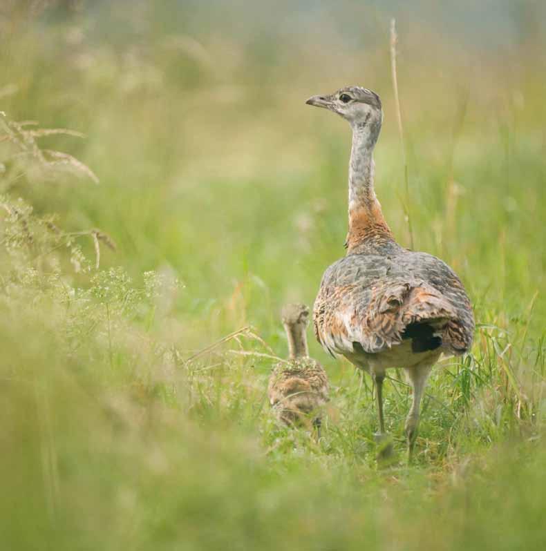 16 Habitat and Biology Even though the young bustards are beginning to fly at four to five weeks, they still try to avoid dangers for many weeks by squatting down into