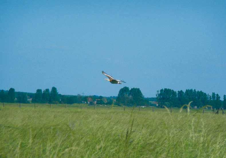 18 Habitat and Biology Cocks go traveling... The Great Bustards on Russian territory are almost exclusively migratory birds.