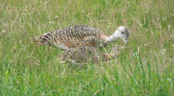 Conservation 25 Did you know... bustards are more closely related to cranes than to chickens?