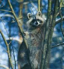 Additionally there are invasive species such as the raccoon and raccoon dog that pose potential risks.