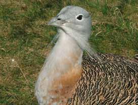 State Bird Conservation Centre 41 From the beginning the Great Bustard has been a dominant species a representative of the many other animal and plant species on farmlands that were afflicted by the