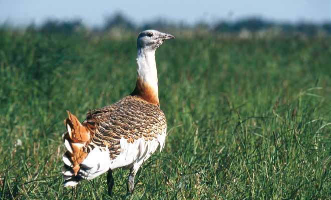 Foreword 5 The Great Bustard has it been saved?