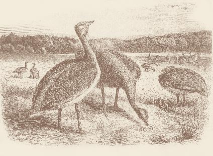 6 Habitat and Biology The Brandenburg ostrich Historical representations of Great Bustards: from Brehms Tierleben ( Brehm s Animal Life ) 1893 (above) as well as the Great Bustard cock, artist