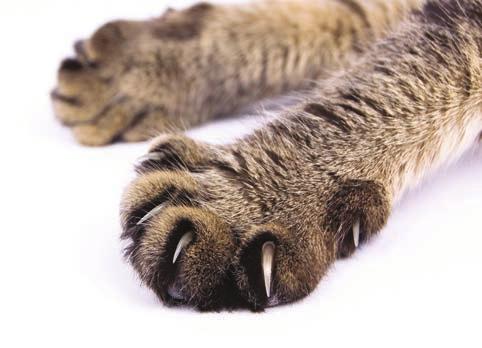 Tail Cats tails flex and bend. Their tails help them keep their balance. Whiskers Whiskers help cats feel where they are, even in the dark.