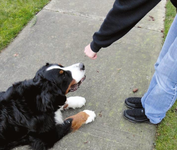 How to Meet a Dog Make sure you only greet a dog that wants to greet you! 1. If the dog s owner is nearby, ask if it s OK to pet the dog.