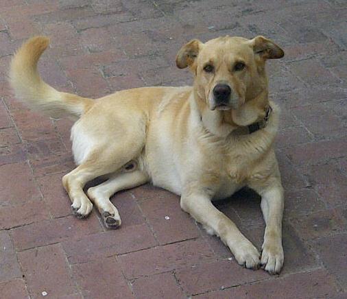 Cody (Durbanville) Cody is a yellow Lab x and is about 3 years old. He is good with children and walks well on a lead. Cody has had basic training and can respond to various commands.