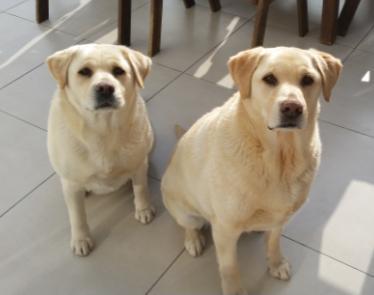 Cody is very friendly and would love to be a part of your family. ricki@labrescue.org.za Savannah & Shadow (Sunningdale) Shadow and Savannah are about 8 years old and are very close to one another.