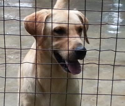 Troy (Sandton) To be homed together Troy is 8 years young and in good health. He is good with other dogs and children.