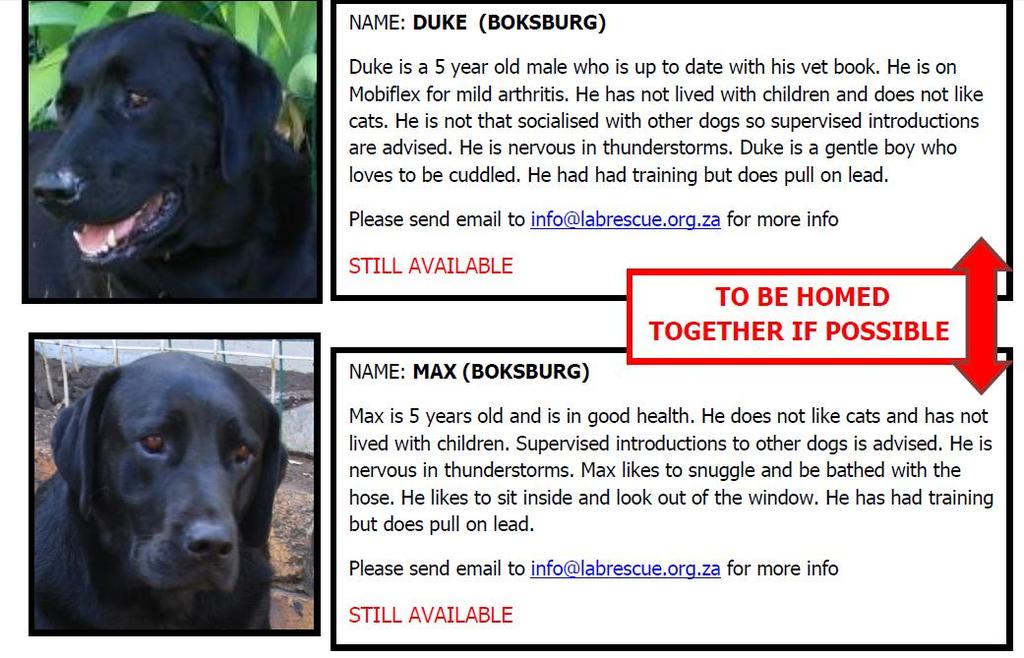 Sheba (Fourways) Sheba is 6 years old and can be a little timid.