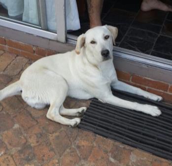 Stevie (Benoni) Stevie is a 9 month old puppy. He is the victim of a divorce and looking for a forever family.