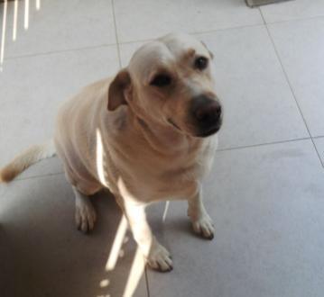 Dux (Pretoria) Dux is a 6 year old male. He is good with other dogs and children but does not like cats. Dux can follow basic commands and is an obedient boy.